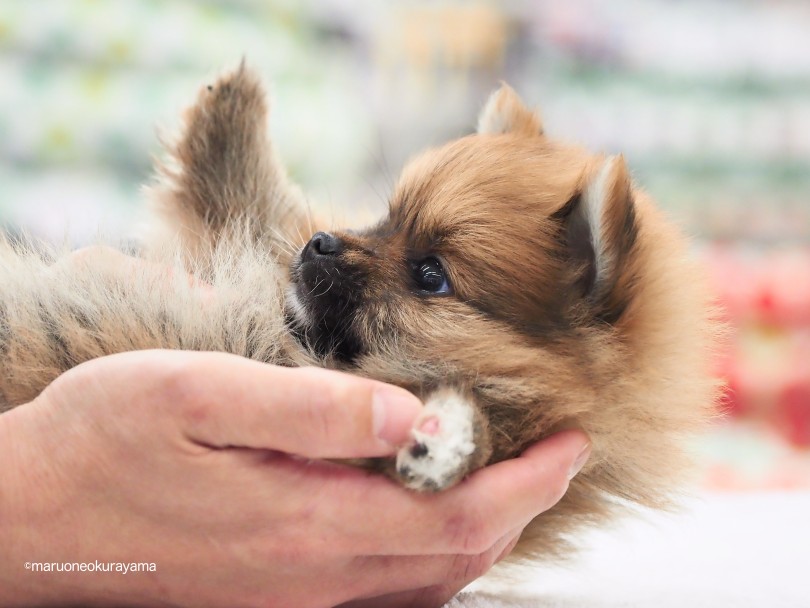 成犬時には3.0kg未満を予想しています | ポメラニアン （06-153） - 横浜 大倉山店