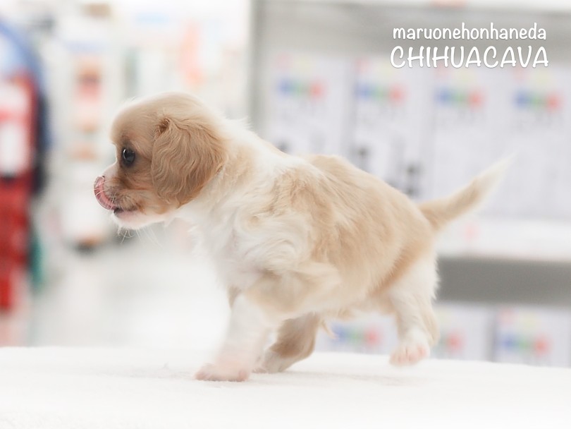 お迎え後のお手入れポイント！ | MIX犬 チワキャバ （05-105） - 本羽田店