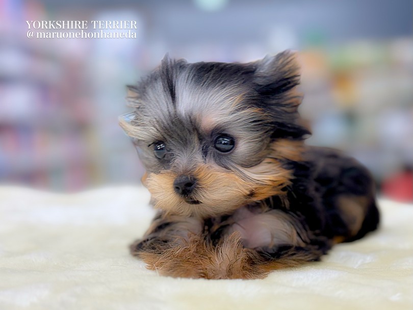 成犬時の体重は2.0〜2.5kg。チワワの次に小さい犬種 | ヨークシャーテリア （05-104） - 本羽田店