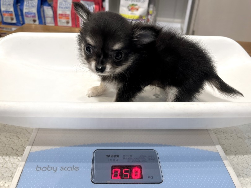 成犬時の予想体重は2kgほど | チワワ （02-76） - 横浜 白楽店