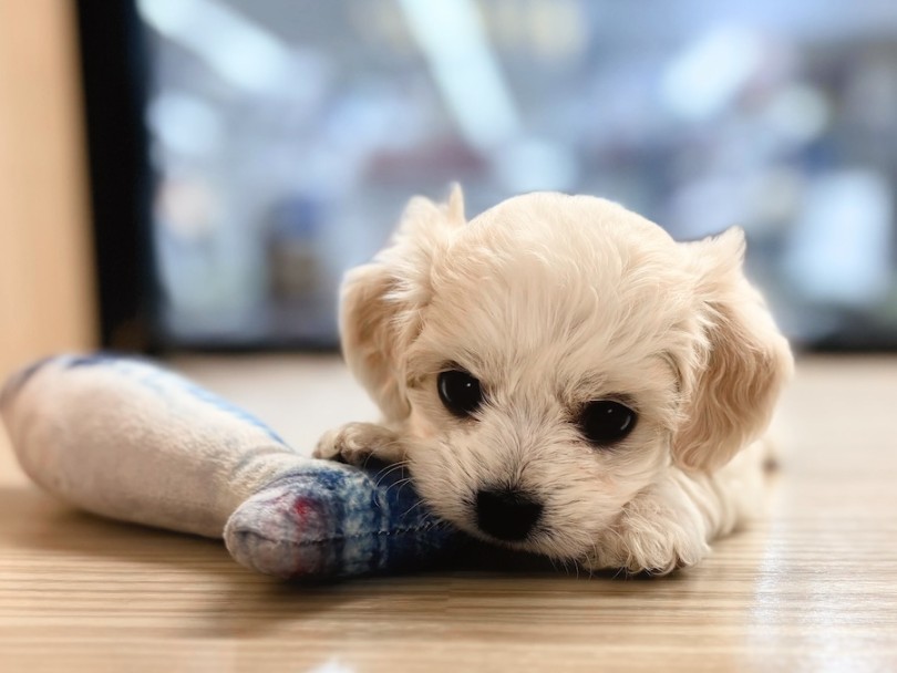 可愛らしい写真を撮らせてくれました！ | MIX犬 ビションキャバション （16-132） - 横浜 今宿店