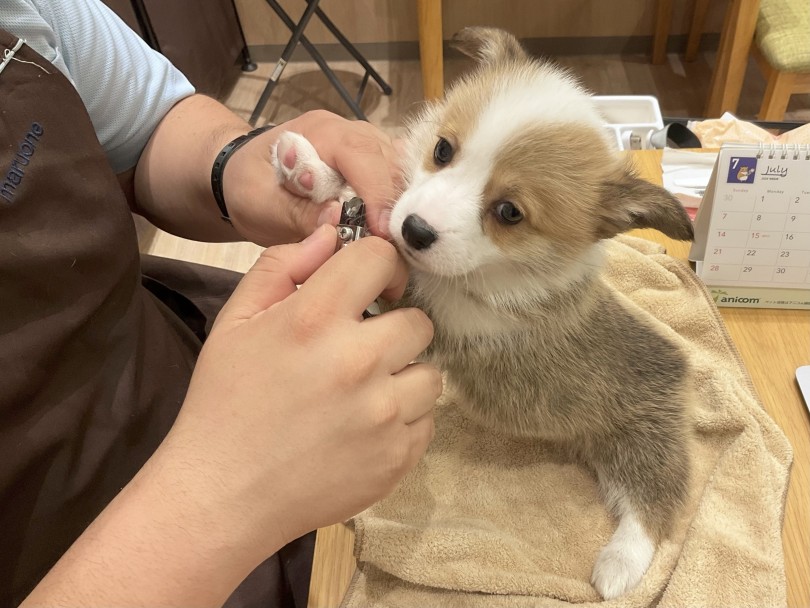 力が強い犬種なのでお手入れ練習は小さい頃から | ウェルシュコーギーペンブローク (21-98) - 鶴ヶ島店
