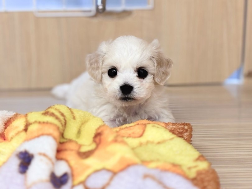 極上のもふもふBODYは抜け毛少なめ！ | MIX犬 ビションキャバション （16-132） - 横浜 今宿店