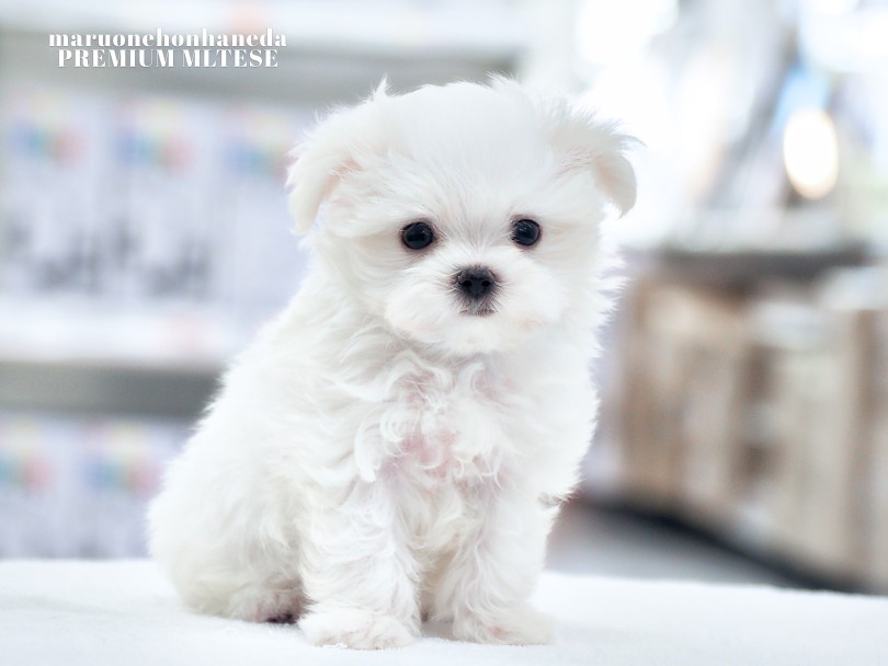 子犬の環境変化を十分に配慮した育成がとても大切 | マルチーズ （05-102） - 本羽田店