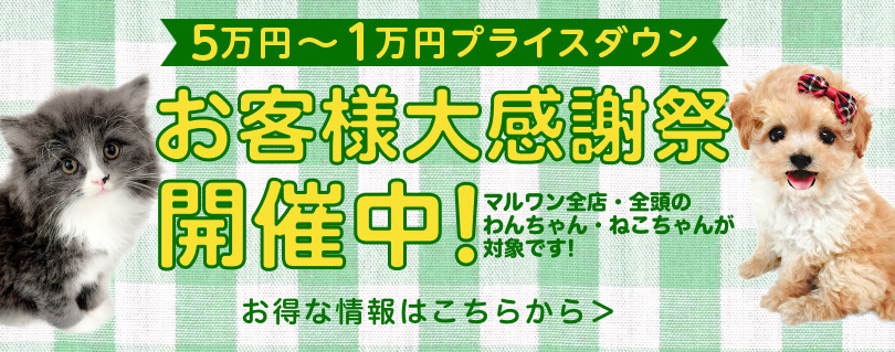 【 お客様大感謝祭 】わんにゃんとの新生活応援プレゼント企画！