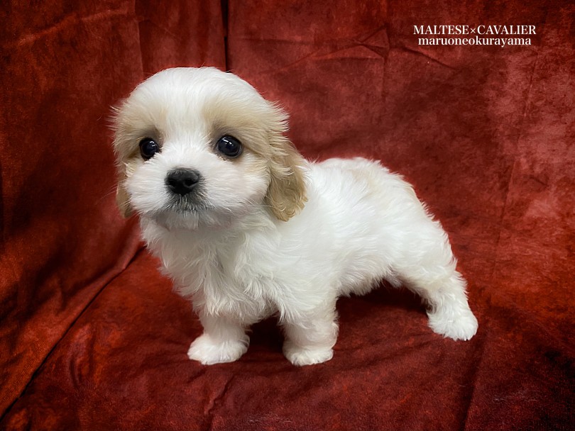 足の短さはマルチーズ | MIX犬 マルキャバ （06-167） - 横浜 大倉山店