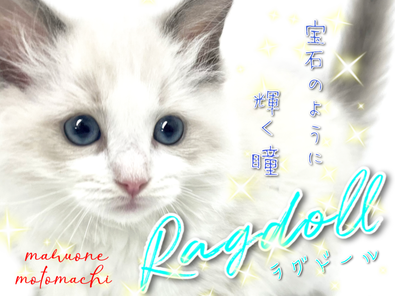 【 ラグドール 】ブルーサファイアの輝く瞳はまさに宝石！ぬいぐるみキャット！