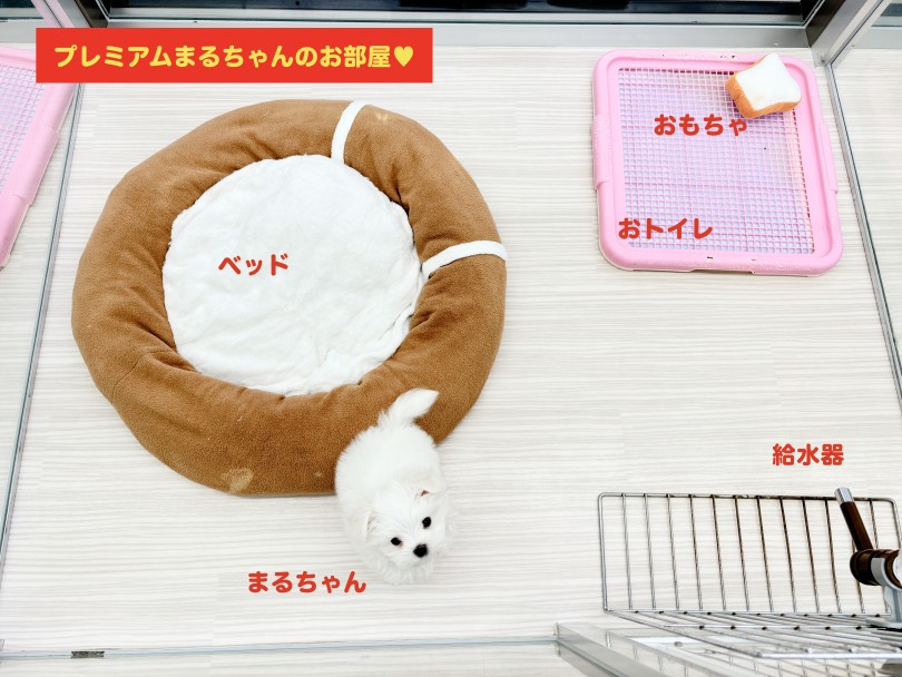 まるちゃんのお部屋公開！ | マルチーズ （05-102） - 本羽田店