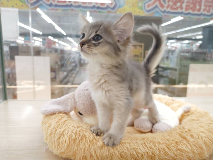 スタイリッシュで美しい容姿に加え、おっとりした親しみ深い性格 | ソマリ （04-127） - さいたま 武蔵浦和店