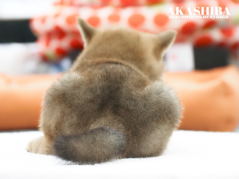 プリッとしたお尻も可愛すぎますよ♡ | 柴犬 （06-177） - 横浜 大倉山店