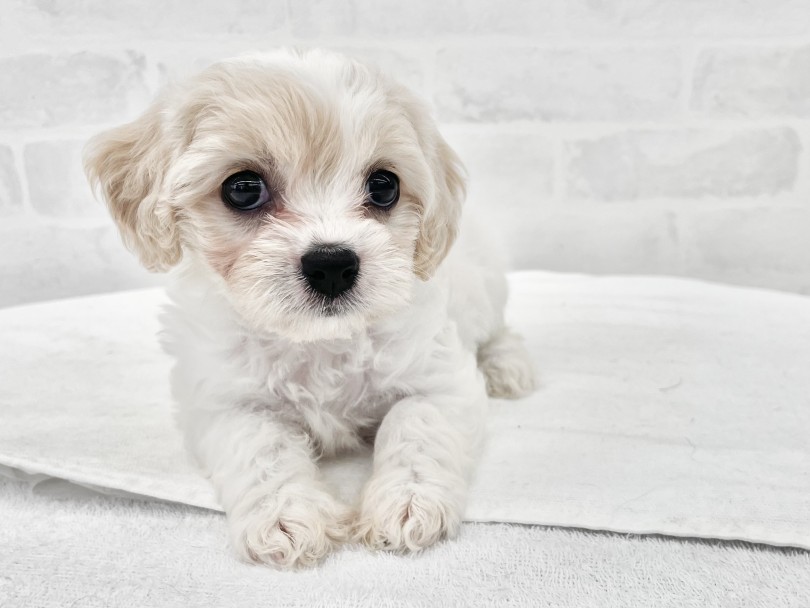 見た目が可愛いのはもちろん性格もフレンドリー | MIX犬 キャバション （10-89） - 東日暮里店