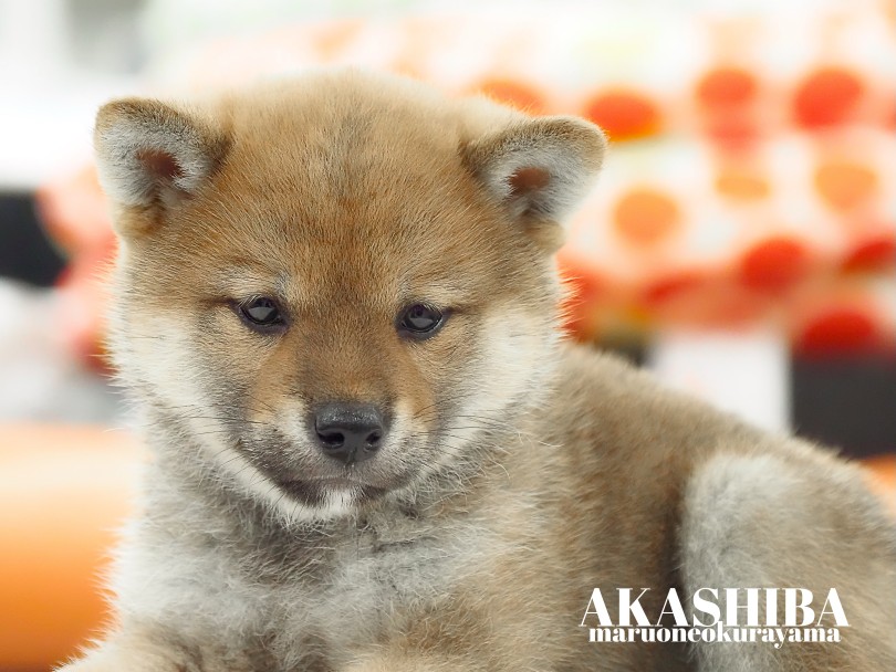 丸っと可愛いクマ顔フェイス！ | 柴犬 （06-177） - 横浜 大倉山店