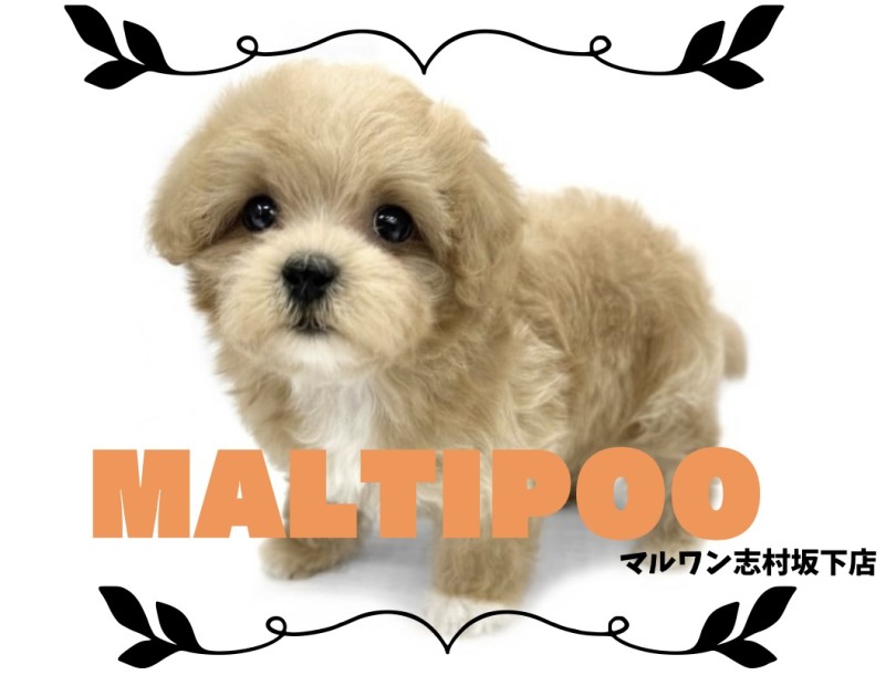 【 MIX 】絶大な人気を誇るMIX犬！おっとり癒し系フェイスのマルプー登場！