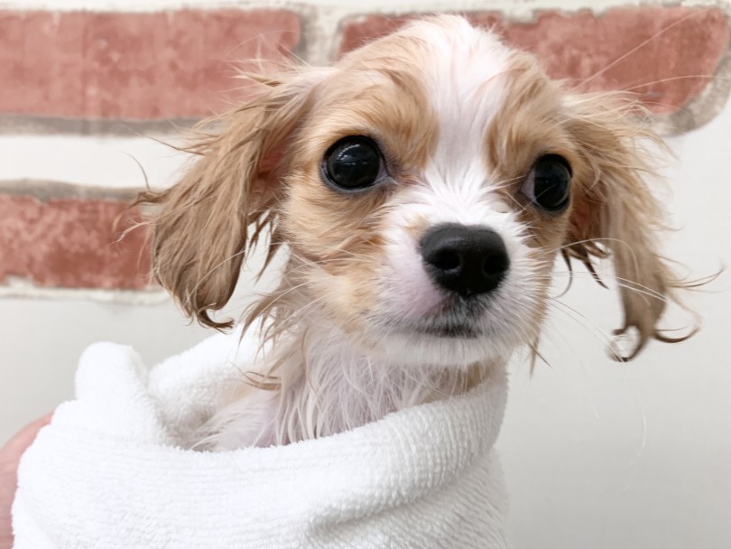 お風呂が気持ちよくて、ちょっと眠くなっちゃったかな？ | MIX犬 チワキャバ （05-105） - 本羽田店