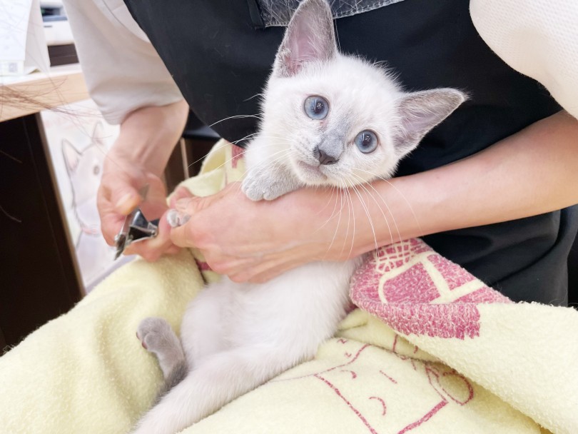 抱っこが大好きなのでお手入れもいい子にさせてくれますよ♪ | ロシアンブルー (14-108) - 城山店