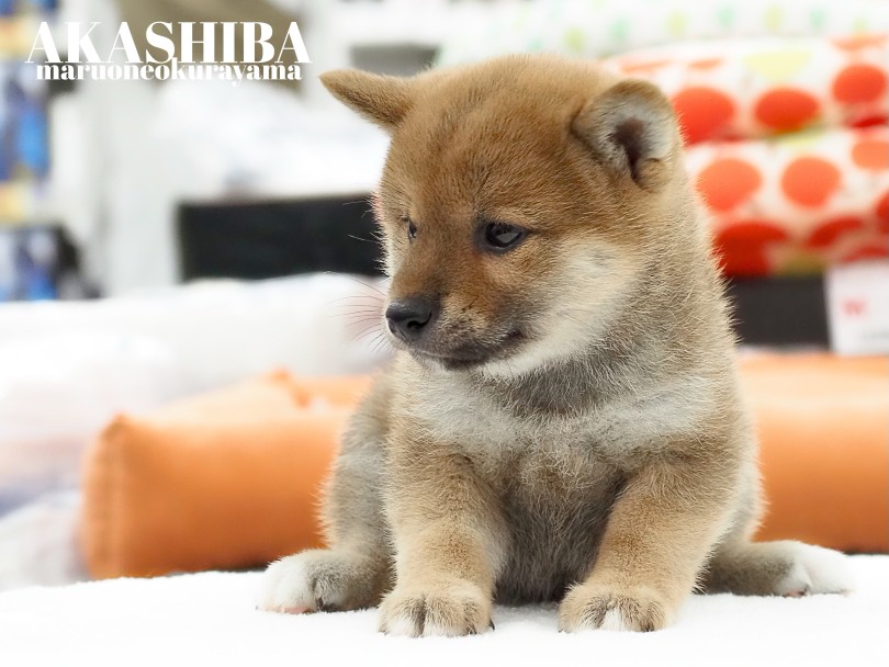 柴犬と言ったら大倉山店！ | 柴犬 （06-177） - 横浜 大倉山店
