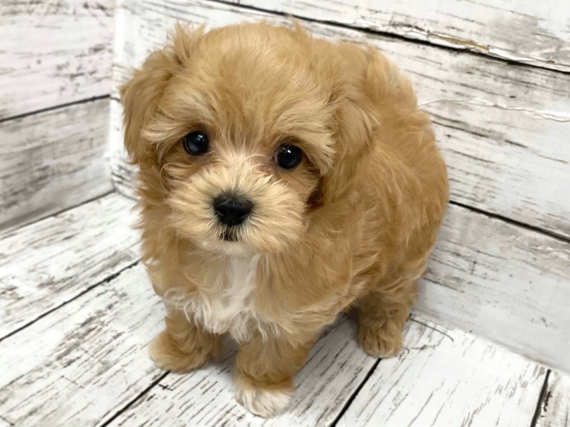被毛のお手入れは忘れずにしよう | MIX犬 マルプー （09-124） - 板橋 志村坂下店