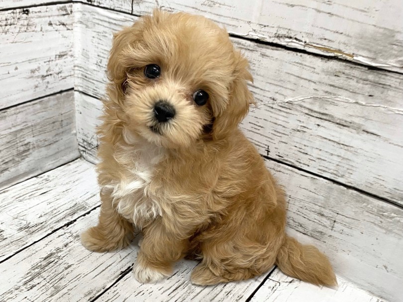 両親の良いところ総取りなルックス | MIX犬 マルプー （09-124） - 板橋 志村坂下店