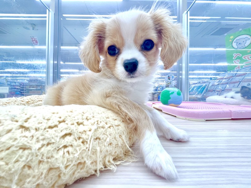 生後三ヶ月現在の体重は1.18kg | MIX犬 チワキャバ （05-105） - 本羽田店
