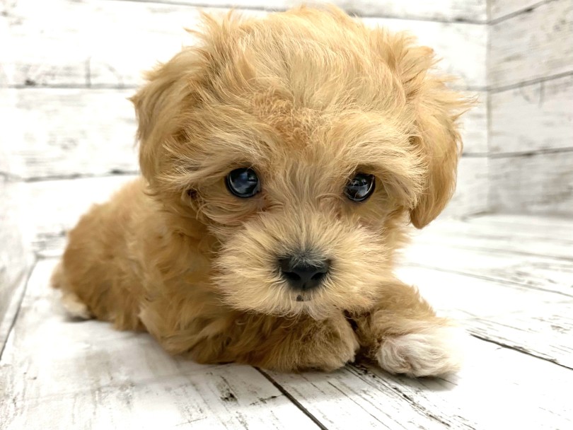 おっとり癒し系な子をお探しの方や毛が抜けにくい犬種をお探しの方は必見です！ | MIX犬 マルプー （09-124） - 板橋 志村坂下店