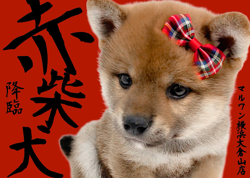 【 柴犬 】クマ顔フェイスのもっちりボディ！社交性抜群の赤柴はこの子に決まり！