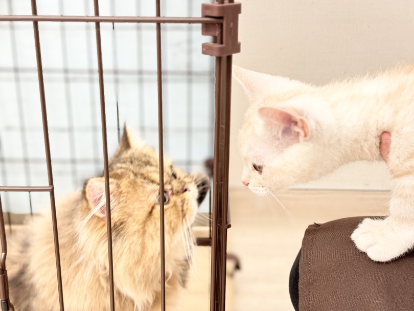 多頭飼いの魅力とワンポイントアドバイス！ | マンチカン （05-100） - 本羽田店