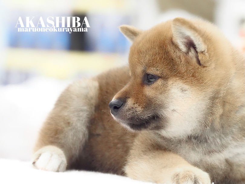 赤柴の女の子が新しく仲間入りいたしました！ | 柴犬 （06-177） - 横浜 大倉山店
