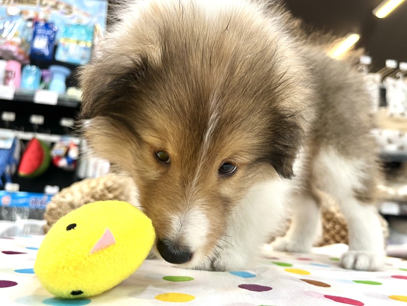 子犬らしさにホッとしてしまうのんびりちゃん！ | シェットランドシープドッグ （18-351） - 横浜 元町店