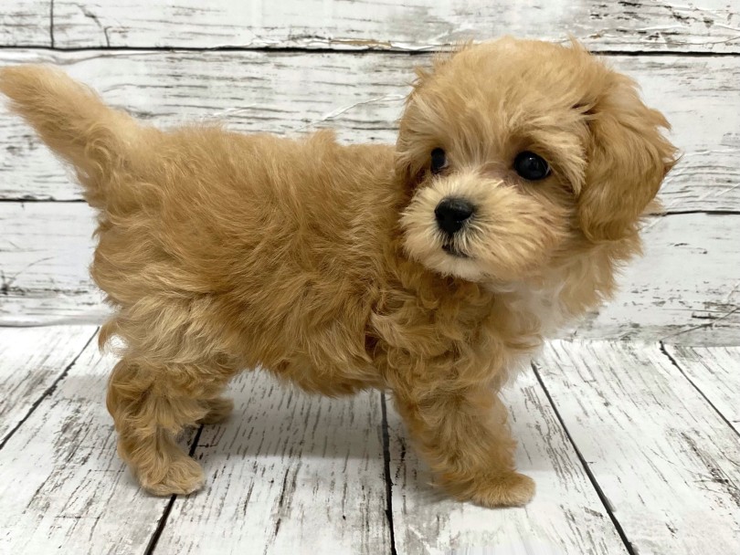 被毛のカラーはアプリコット | MIX犬 マルプー （09-124） - 板橋 志村坂下店