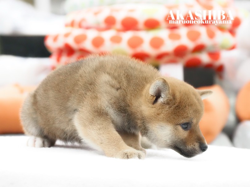 尻尾ふりふりの二コっと柴子スマイル！ | 柴犬 （06-177） - 横浜 大倉山店
