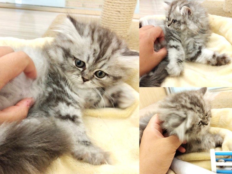素敵なキャットライフをはじめてみませんか? | ラガマフィン (19-173) - 東川口店