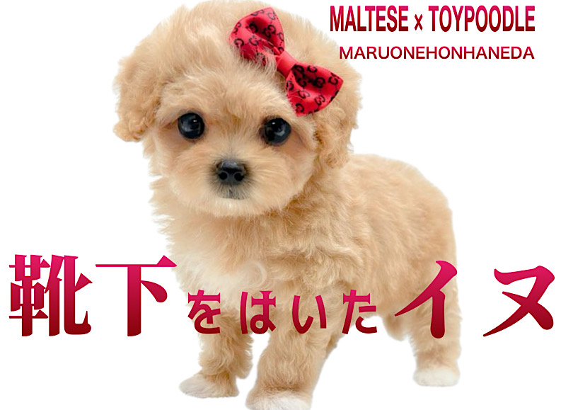 【 マルプー 】賢く育てやすい！白ソックスが可愛いベビーフェイスのマルプー降臨！