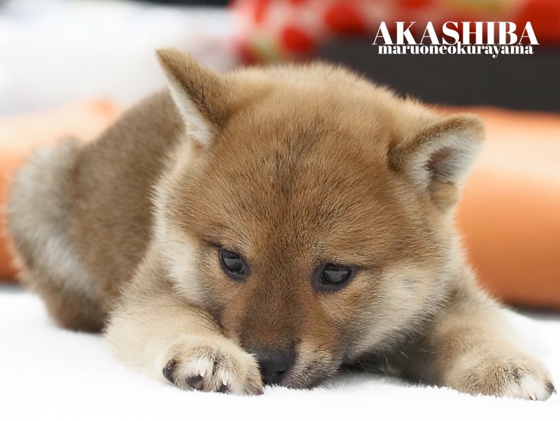柴犬のことならなんでもお任せくださいませ！ | 柴犬 （06-177） - 横浜 大倉山店