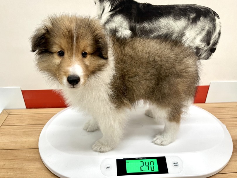 入店時の体重は2.4kg | シェットランドシープドッグ （18-351） - 横浜 元町店