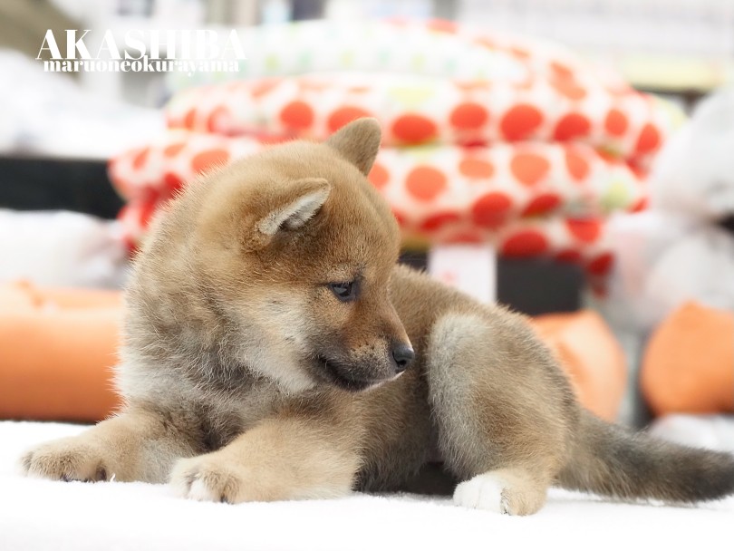 最高の触り心地 | 柴犬 （06-177） - 横浜 大倉山店