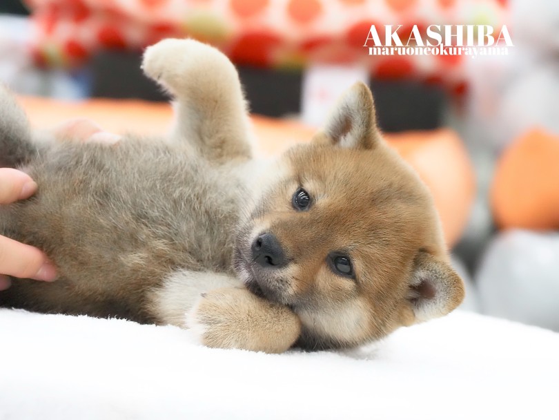 「もう好きにして〜」って言うお顔の表情も、まぁ可愛いこと！ | 柴犬 （06-177） - 横浜 大倉山店