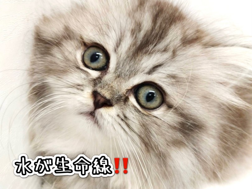 猫ちゃんの水飲み事情 | ラガマフィン (19-173) - 東川口店