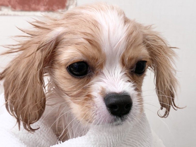しっかり水分をタオルで吸い取ってからドライヤーするのが、早く乾かすコツ♪  | MIX犬 チワキャバ （05-105） - 本羽田店