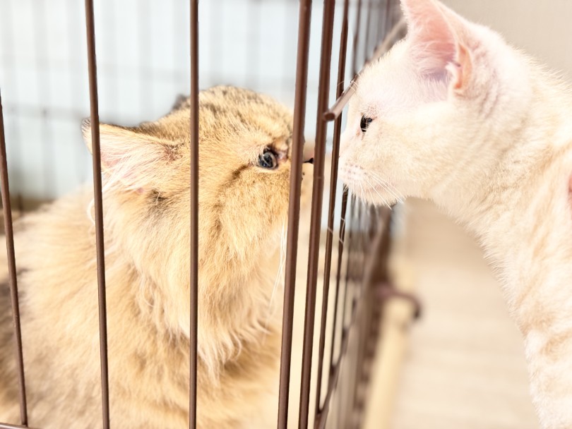 兄弟での多頭飼いにはもっと素敵な魅力がいっぱい！ | マンチカン （05-100） - 本羽田店