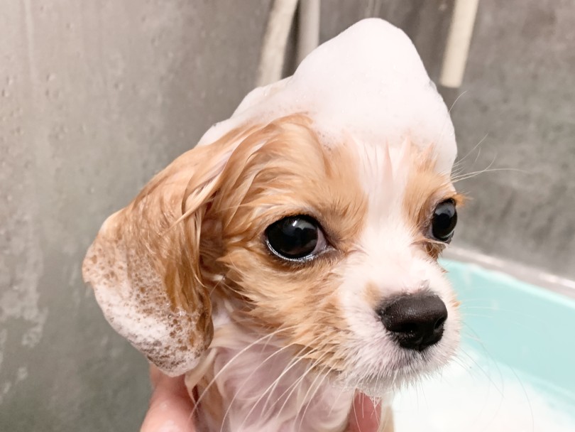 泡のお帽子、似合うでしょ？ | MIX犬 チワキャバ （05-105） - 本羽田店