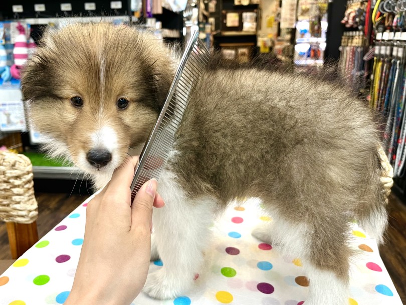 ブラッシングを通してコミュニケーション♪ | シェットランドシープドッグ （18-351） - 横浜 元町店