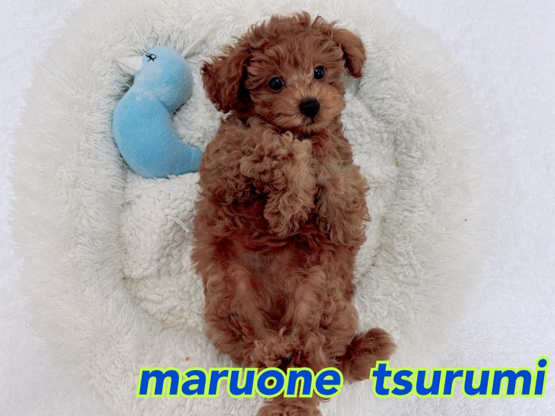 多頭飼いやブランクのある方におすすめ犬種 | トイ・プードル (07-110) - 横浜 鶴見店
