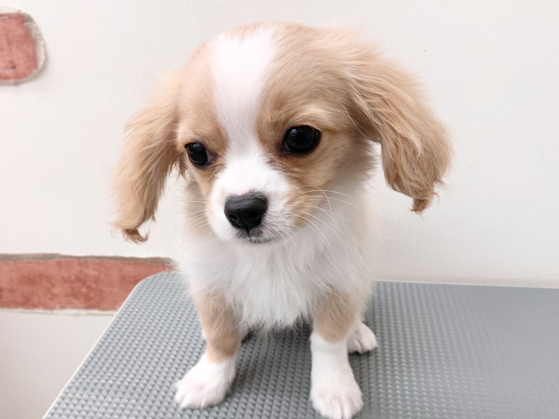シャンプーのいいにおいがする、爽やかイケワン完成〜♡ | MIX犬 チワキャバ （05-105） - 本羽田店
