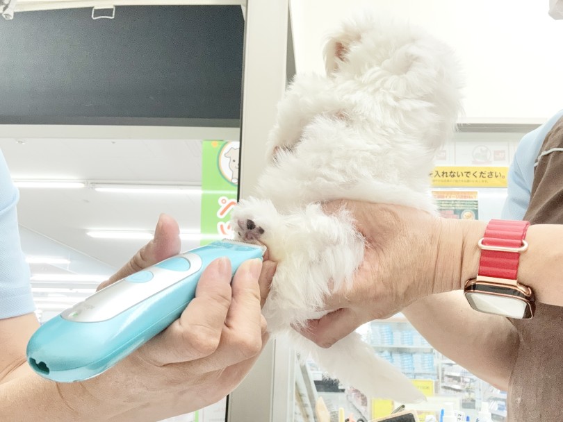 足裏のバリカンだってお茶の子さいさい♪♪ | マルチーズ （05-108） 本羽田店