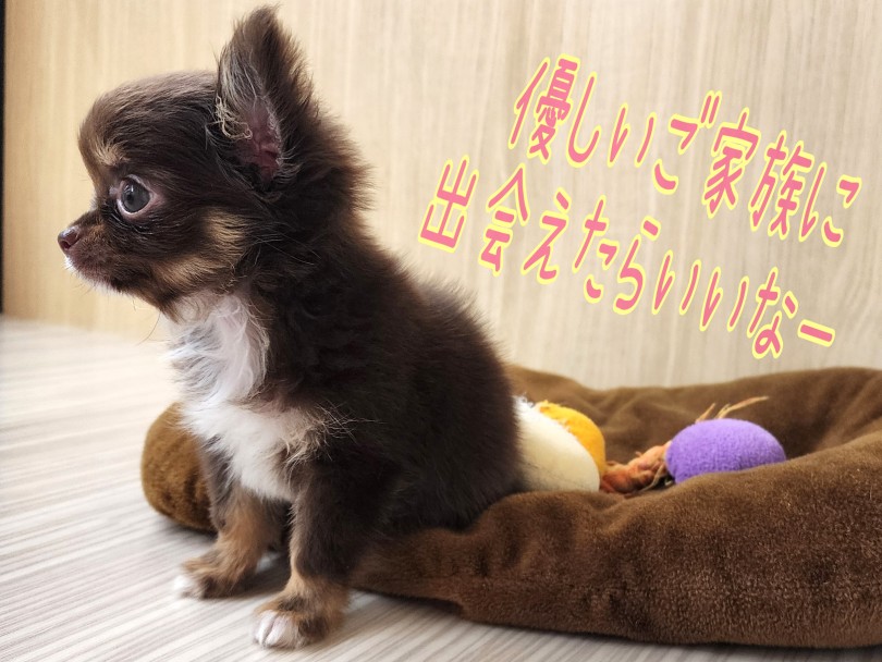 是非お店でフィーリングチェックをしてみて下さい | チワワ （17-148） - 高井戸店