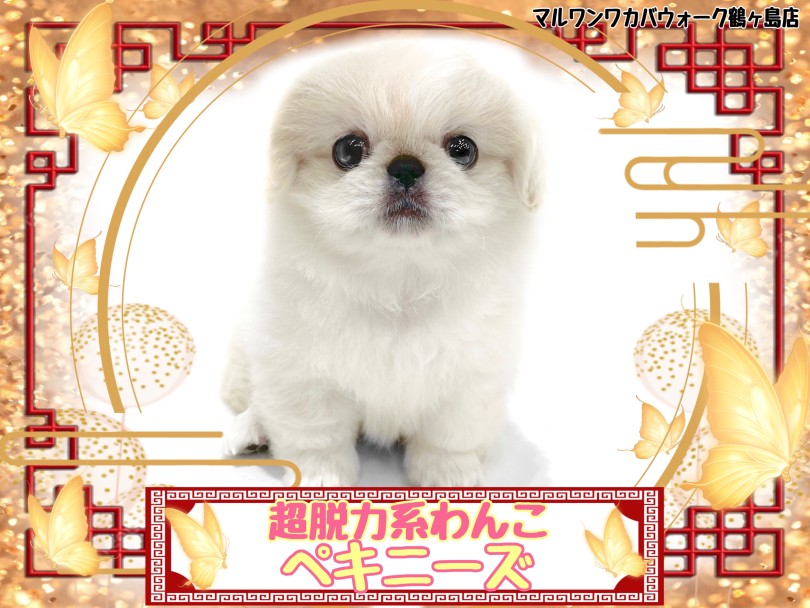 【 ペキニーズ 】溶けかけのアイスのような脱力感！可愛すぎるペキニーズちゃん