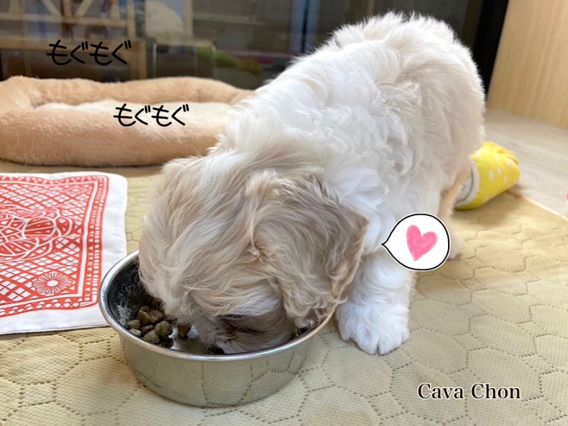 いつ見ても楽しそう | MIX犬 キャバション （03-129） - 横浜 港北ニュータウン店