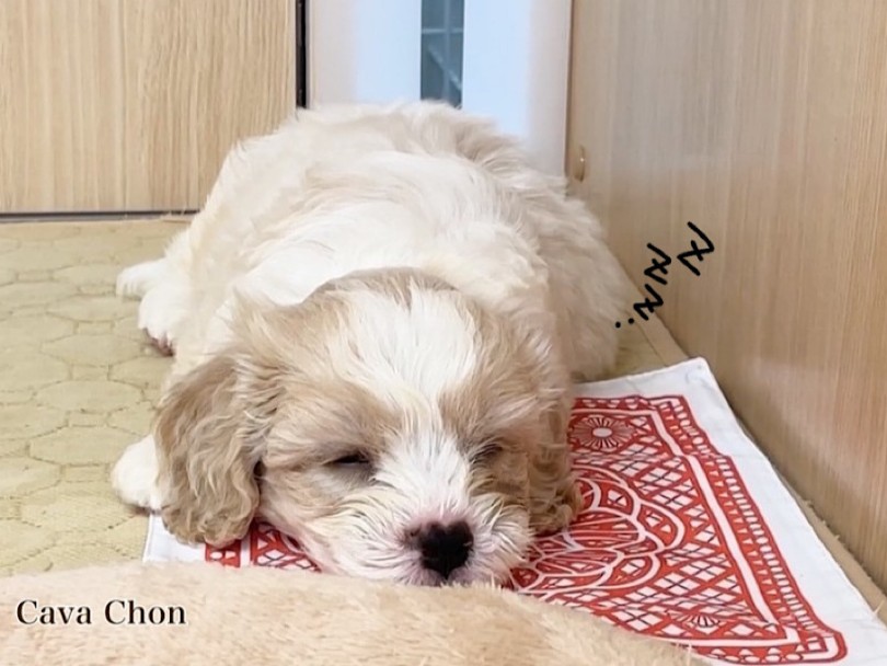 可愛い寝息が聞こえてきそう | MIX犬 キャバション （03-129） - 横浜 港北ニュータウン店