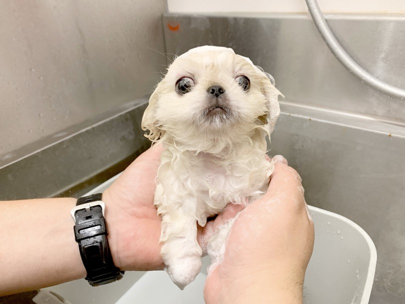 シャンプーも自宅でできる犬種 | ペキニーズ （21-110） - ワカバパーク鶴ヶ島店