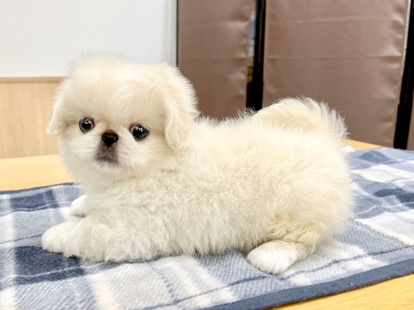 ずんぐりとした体型 | ペキニーズ （21-110） - ワカバパーク鶴ヶ島店